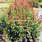 Photinia