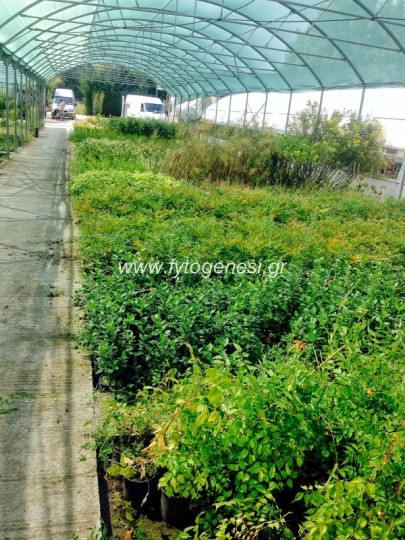 Αναρριχώμενα