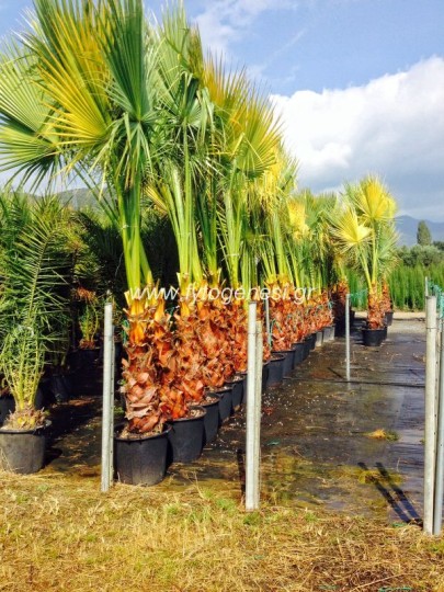 Πιτσάρδια Ουασινγκτόνια - Washingtonia filifera