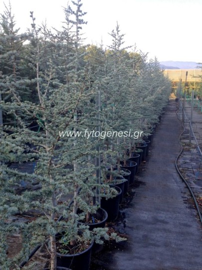 Κέδρος Άτλαντος γλαυκός - Cedar atlantica glauca