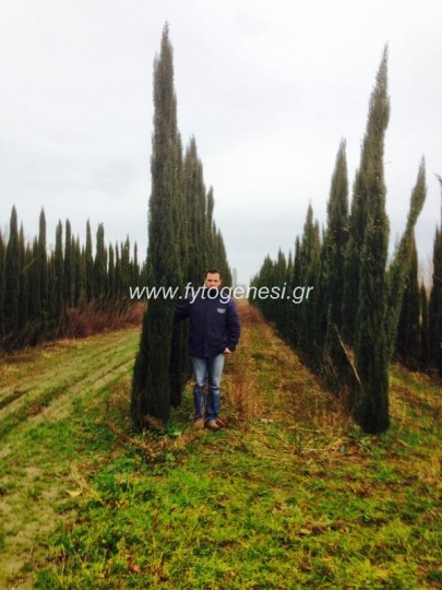 Κυπαρίσσια