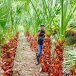 Πιτσάρδια Ουασινγκτόνια - Washingtonia filifera