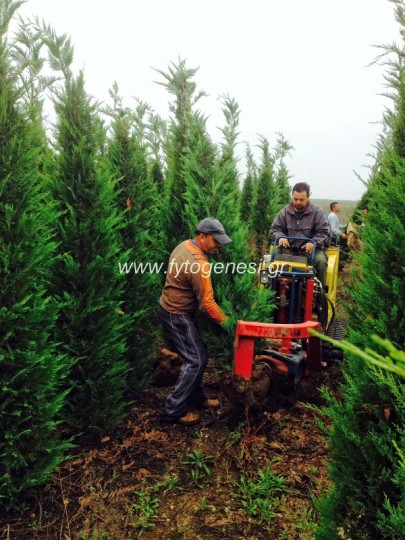 Leyland - Cupressocyparis leylandii