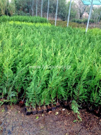 Leyland Εμβολιασμένο