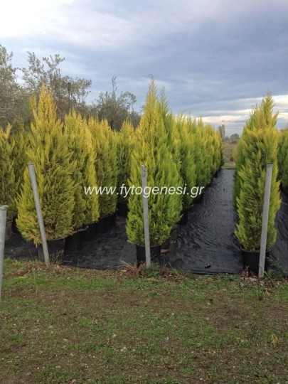 Λεμονοκυπάρισσα - Golden Crest