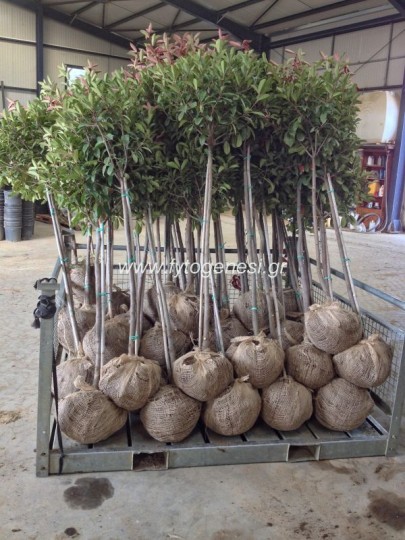 Photinia Δεντράκι