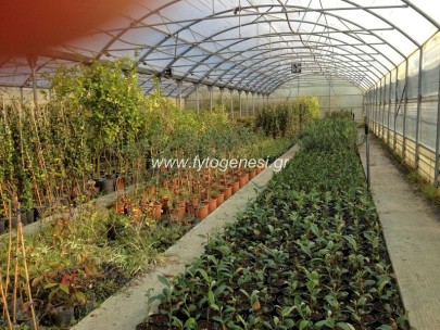 Θερμοκήπιο