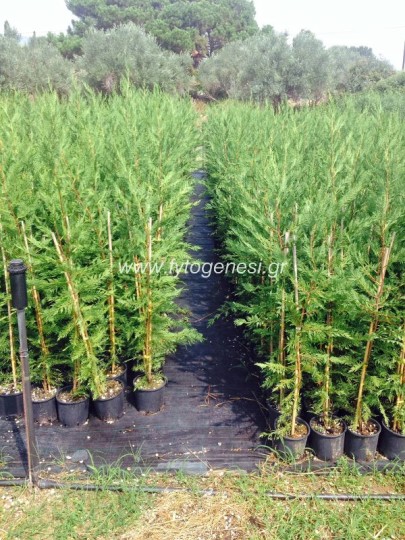 Leyland 3lt - Cupressocyparis leylandii