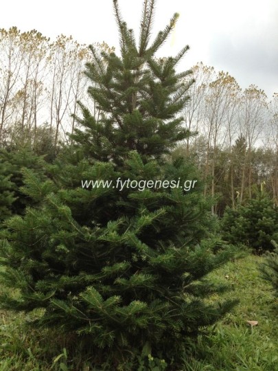 Έλατο Νορμανδίας - Abies nordmanniana