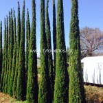 Κυπαρίσσι Totem - Cupresus sempervirens