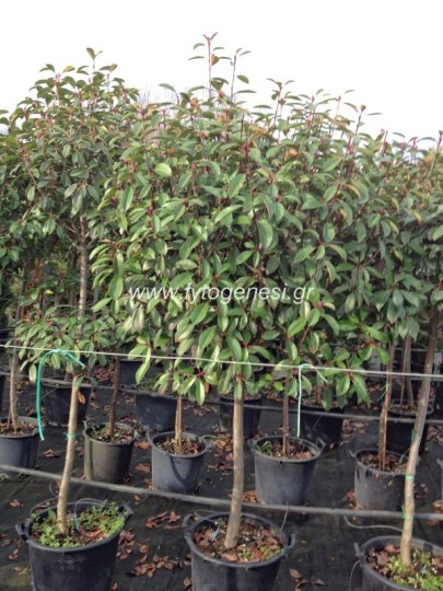 Photinia Δεντράκι