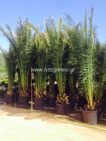 Φοίνικας Κανάριος - Phoenix canariensis