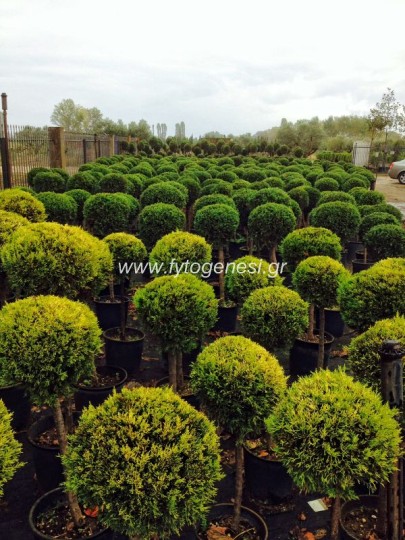 Λεμονοκυπάρισσα & Leyland μονόμπαλα