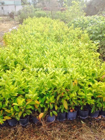 Βιβούρνο Λουσίντυμ- Viburnum Lucidum