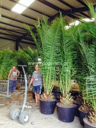 Φοίνικας Κανάριος - Phoenix canariensis