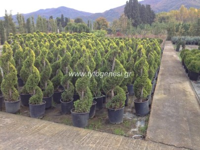 Λεμονοκυπάρισσα Spiral