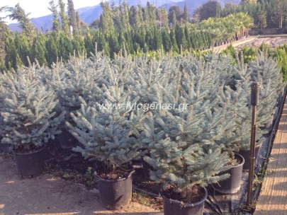 Έλατο Hopsi glauca