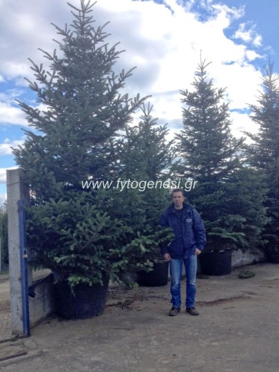 Έλατο Νορμανδίας - Abies nordmanniana