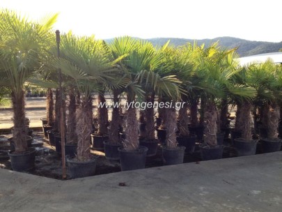 Χαμαίρωπας - Chamaerops