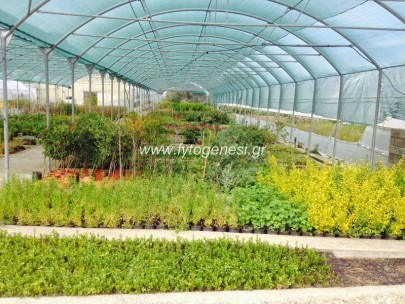 Θερμοκήπιο