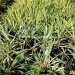 Γιούκα πανασέ-Yucca gloriosa panase